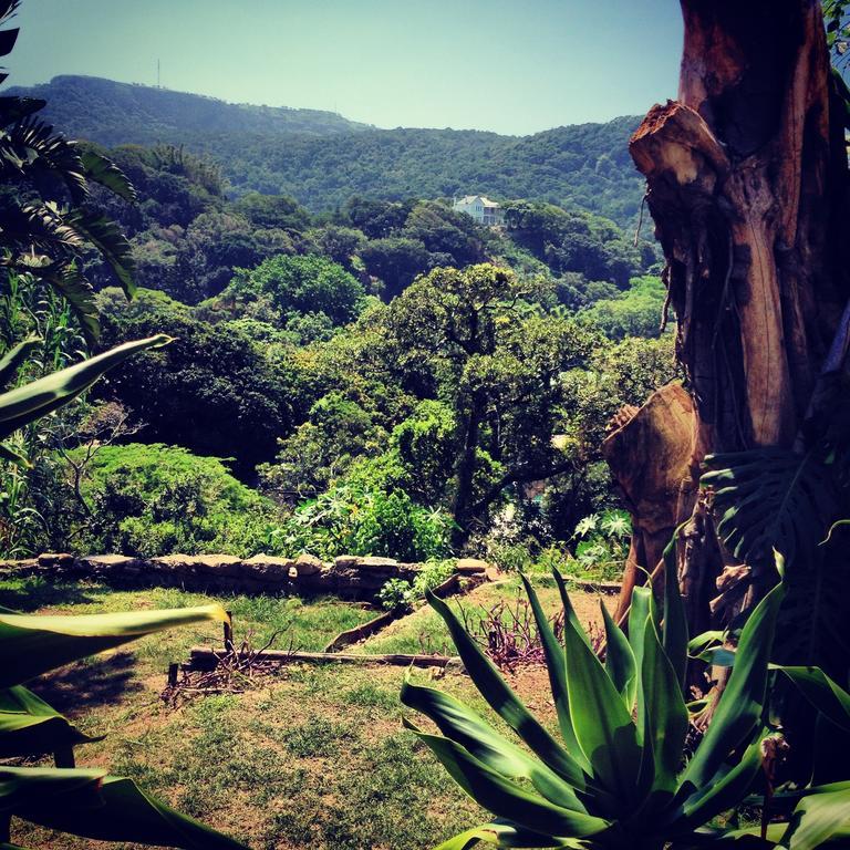 Jungle Monkey Backpackers Hostel Port Saint Johnʼs Exterior foto
